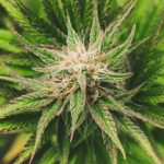 A decorative Marijuana plant. General Cannabis Culture from Design 710