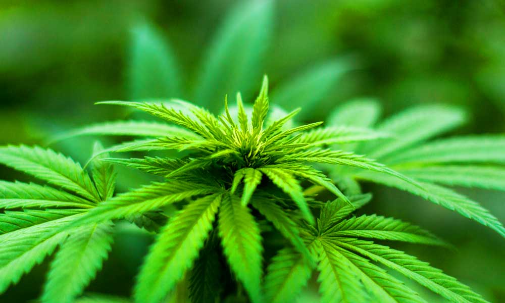 A Decorative Marijuana Plant used on our Privacy Policy page from Design 710
