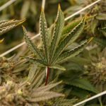 Allow New Jerseyans to grow their own Cannabis