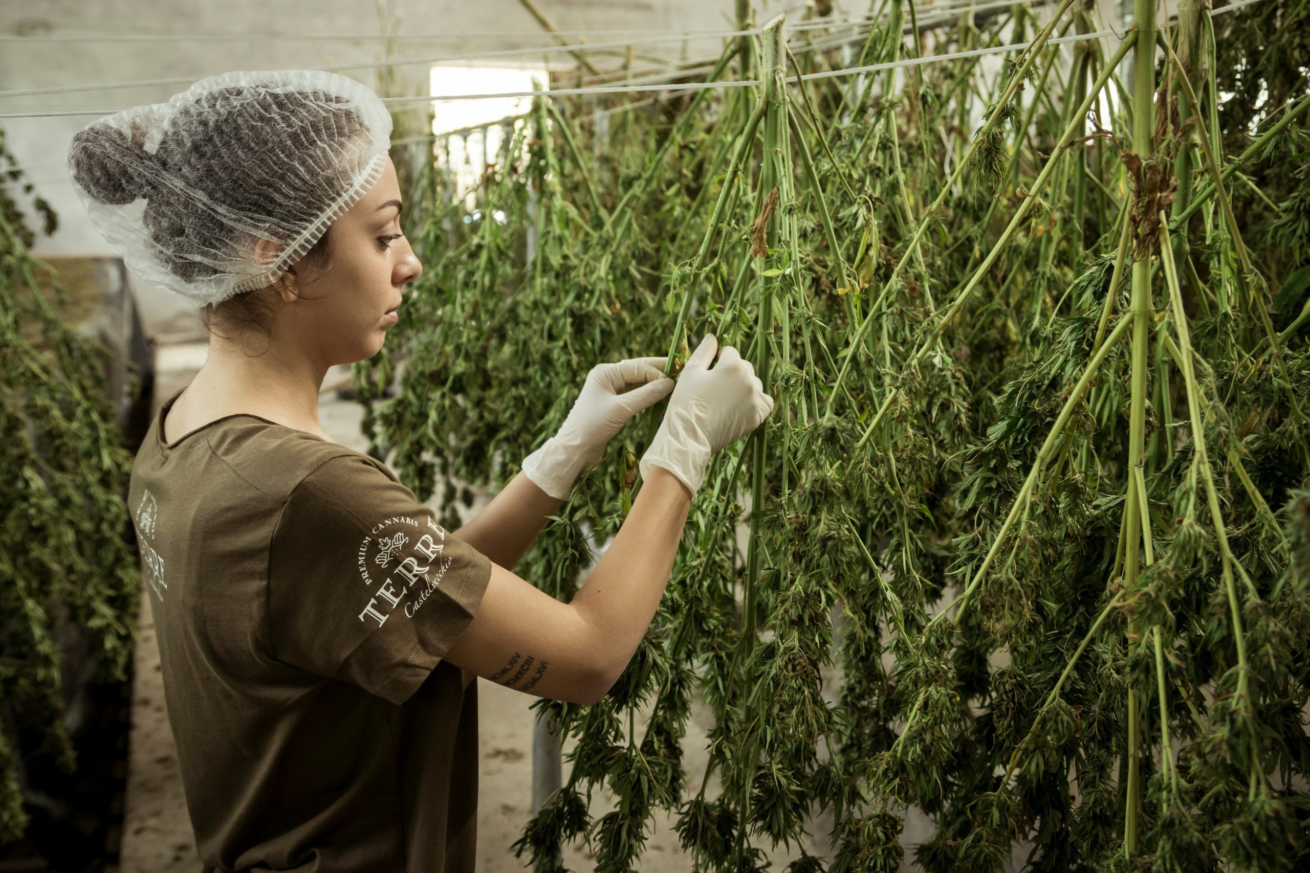 A cannabis plant growing, symbolizing the history of cannabis legalization in New Jersey.