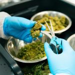 A vibrant display of cannabis products in a dispensary setting.